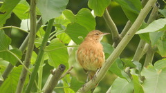 Furnarius rufus