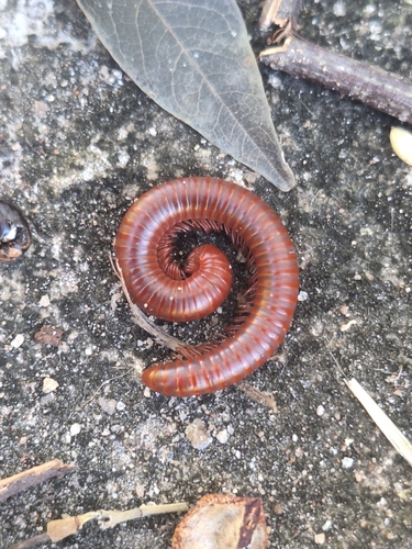 Rusty Millipede
