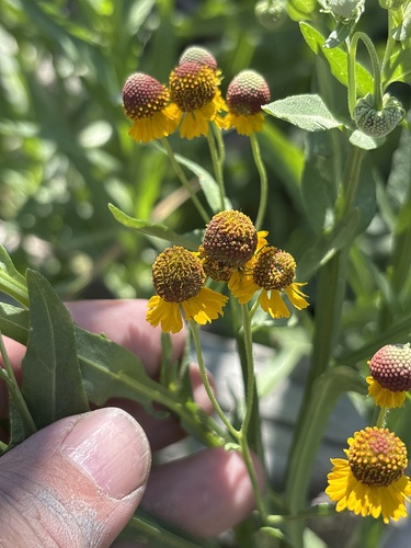 Smallhead Sneezeweed (Helenium microcephalum)