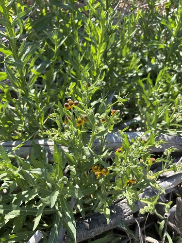 Helenium microcephalum, photograph 2