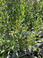 Helenium microcephalum, photograph (c) Sam Kieschnick, some rights reserved (CC BY)