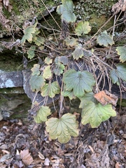 Heuchera missouriensis