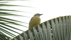 Machetornis rixosa