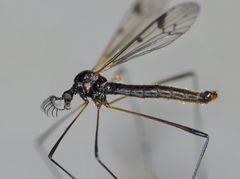 Gynoplistia bidentata