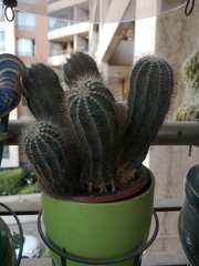 Parodia