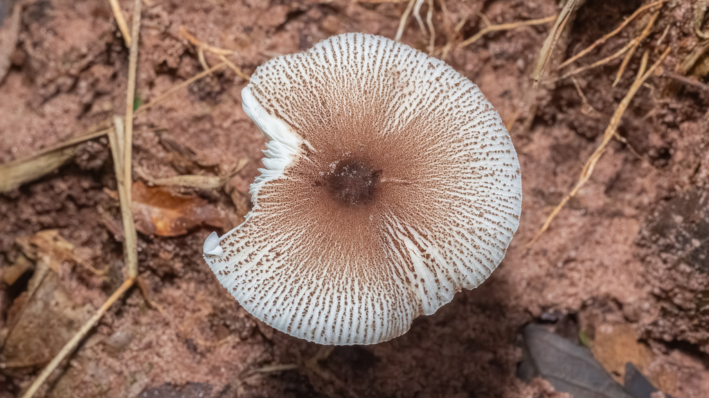 Chlorophyllum tenue · March 2026 · photo: © deniszabin (iNaturalist, cc-by)
