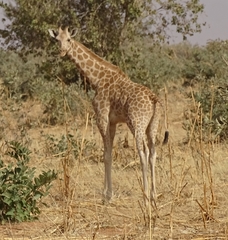 Giraffa camelopardalis peralta