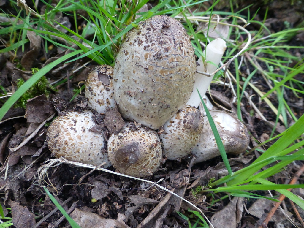 Coprinopsis romagnesiana