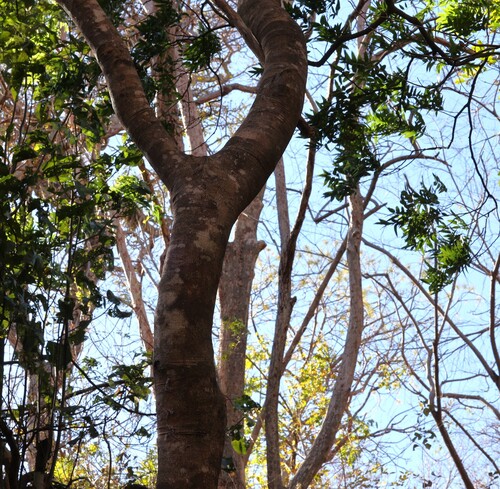 Thouinidium decandrum, photograph 4