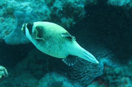 Arothron diadematus