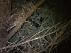 Strix occidentalis caurina