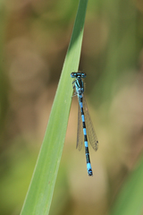 Coenagrion mercuriale