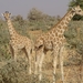 West African Giraffe - Photo (c) ONG OeBenin, some rights reserved (CC BY-NC), uploaded by ONG OeBenin