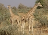 West African Giraffe - Photo (c) ONG OeBenin, some rights reserved (CC BY-NC), uploaded by ONG OeBenin