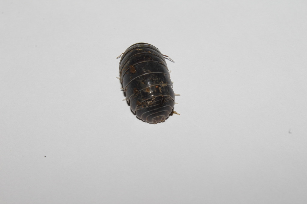 Oertzen's Split Pill Woodlice