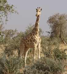 Giraffa camelopardalis peralta