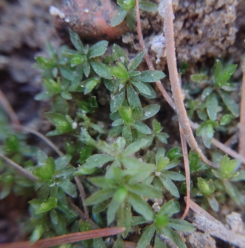 Atrichum tenellum observed 2026-03-27