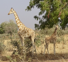 Giraffa camelopardalis peralta