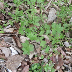 Nemophila phacelioides