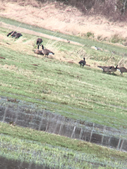 Branta canadensis occidentalis