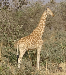 Giraffa camelopardalis peralta
