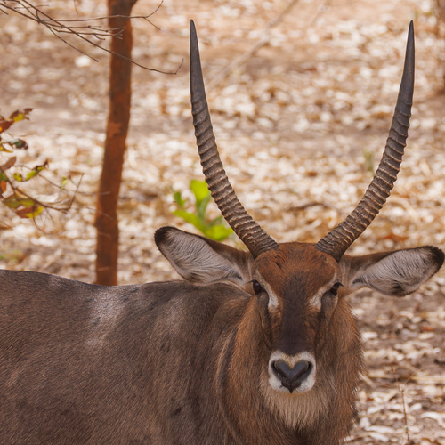 Defassa Waterbuck