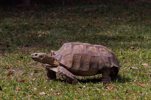 African Spurred Tortoise