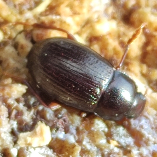Nalassus laevioctostriatus, Arnhem, Golflinks, 6816 SN Arnhem, Nederland, photo 9 of 10