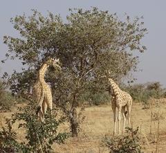 Giraffa camelopardalis peralta