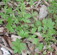 Nemophila phacelioides