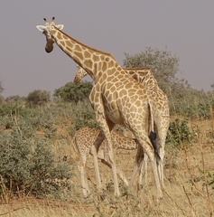 Giraffa camelopardalis peralta