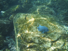 Microspathodon dorsalis