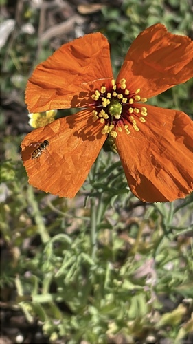 Unknown species found near S Glendale Ave, Glendale, CA, US