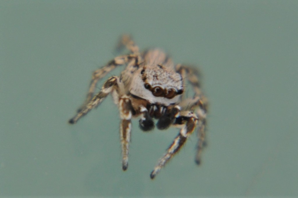 Habronattus nahuatlanus