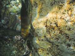 Ophioblennius steindachneri