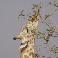 Giraffa camelopardalis peralta