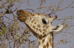 Giraffa camelopardalis peralta