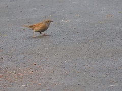 Prunella modularis