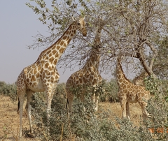 Giraffa camelopardalis peralta
