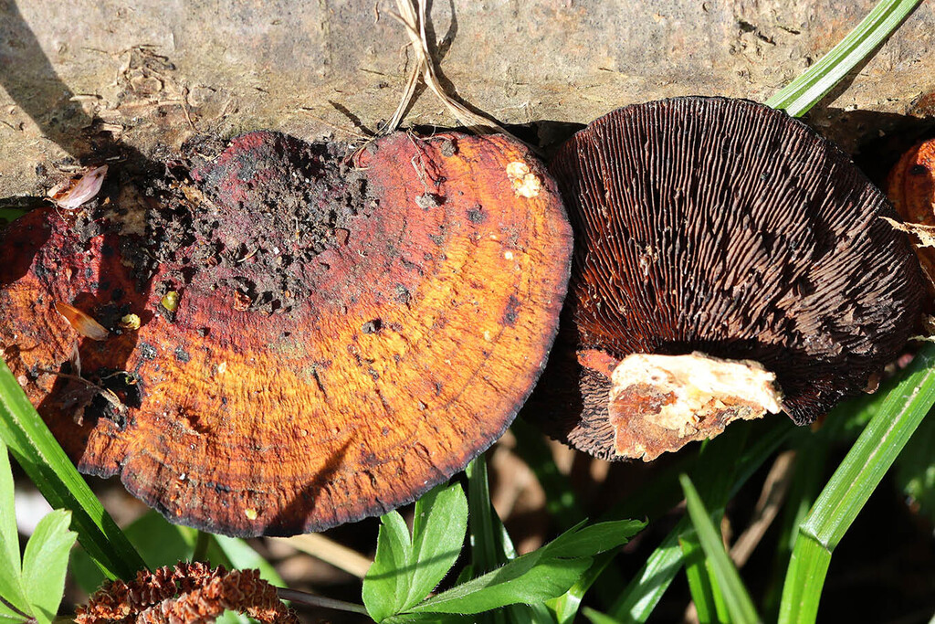 Daedaleopsis confragosa tricolor · March 2026 · photo: © mycobel (iNaturalist, cc-by)