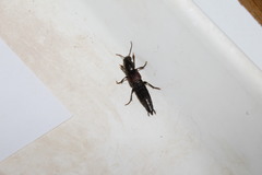 Ocypus sericeicollis