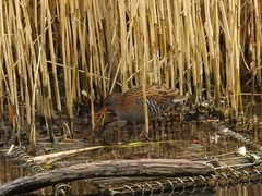 Rallus aquaticus
