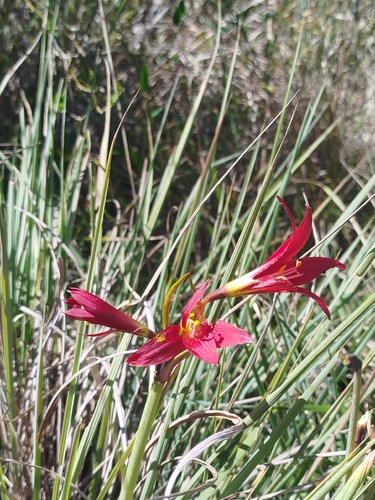 Oxblood Lily