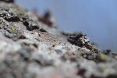 Phaeocalicium curtisii