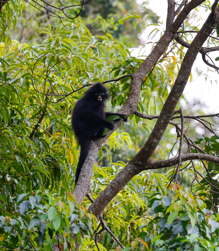 Robinson's Banded Langur (Presbytis robinsoni)
