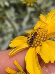 Myrmecocystus melliger