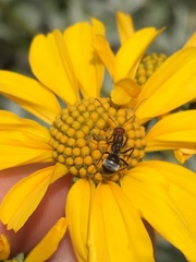 Myrmecocystus melliger