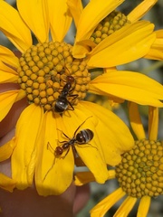 Myrmecocystus melliger