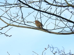 Erithacus rubecula
