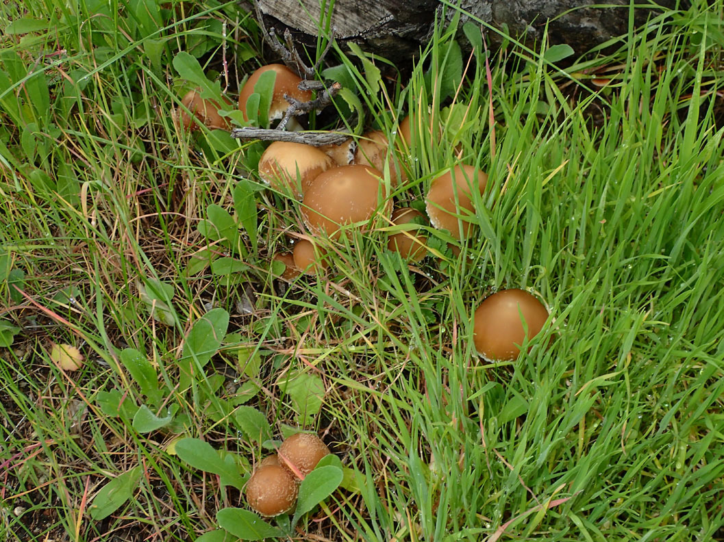 Psathyrella candolleana image